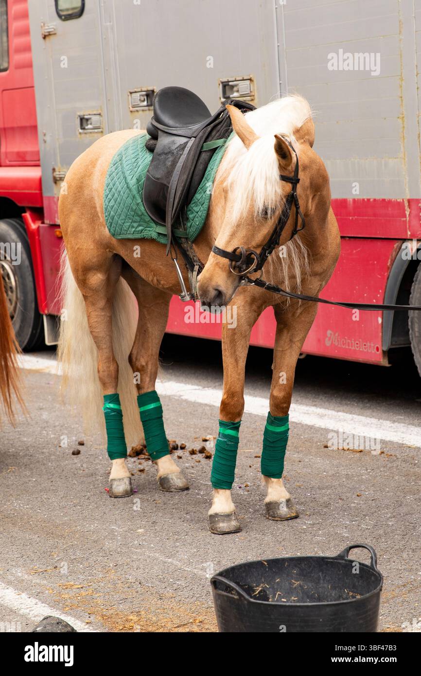 cheval de travail avec des bandages sur les jambes Banque D'Images