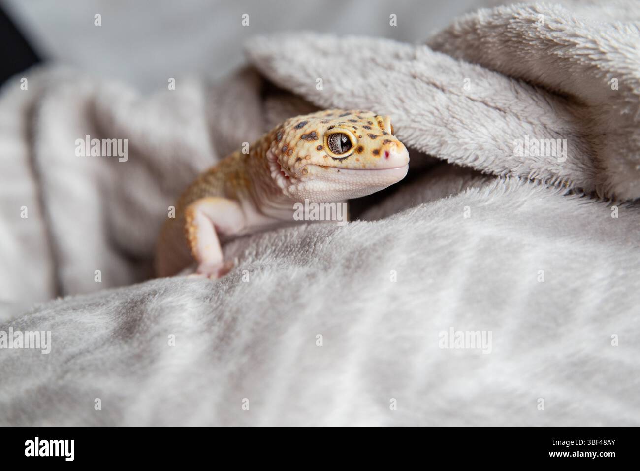 petit gecko léopard sur une couverture douce Banque D'Images