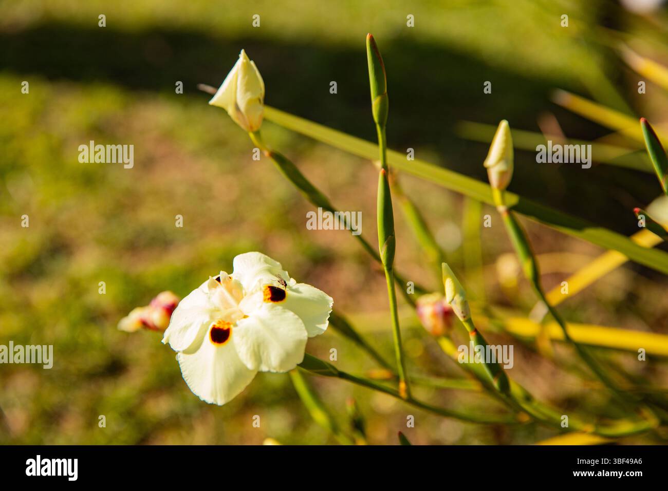 L'iris africain fleurit dans la lumière du soleil doré - Dietes Bicolor dans le jardin Banque D'Images