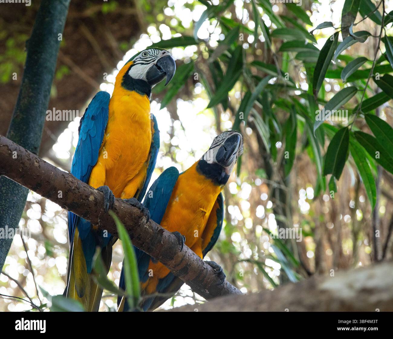 Macaws bleus et dorés en harmonie Banque D'Images Macaws bleus et dorés en harmonie Banque D'Images