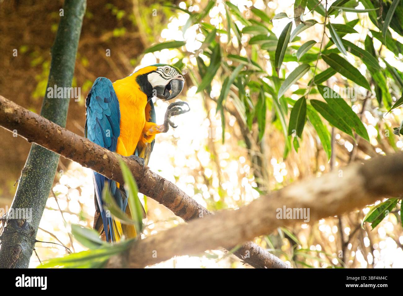 Macaw bleu et jaune dans la jungle. Il y a de l'espace pour le texte Banque D'Images Macaw bleu et jaune dans la jungle. Il y a de l'espace pour le texte Banque D'Images