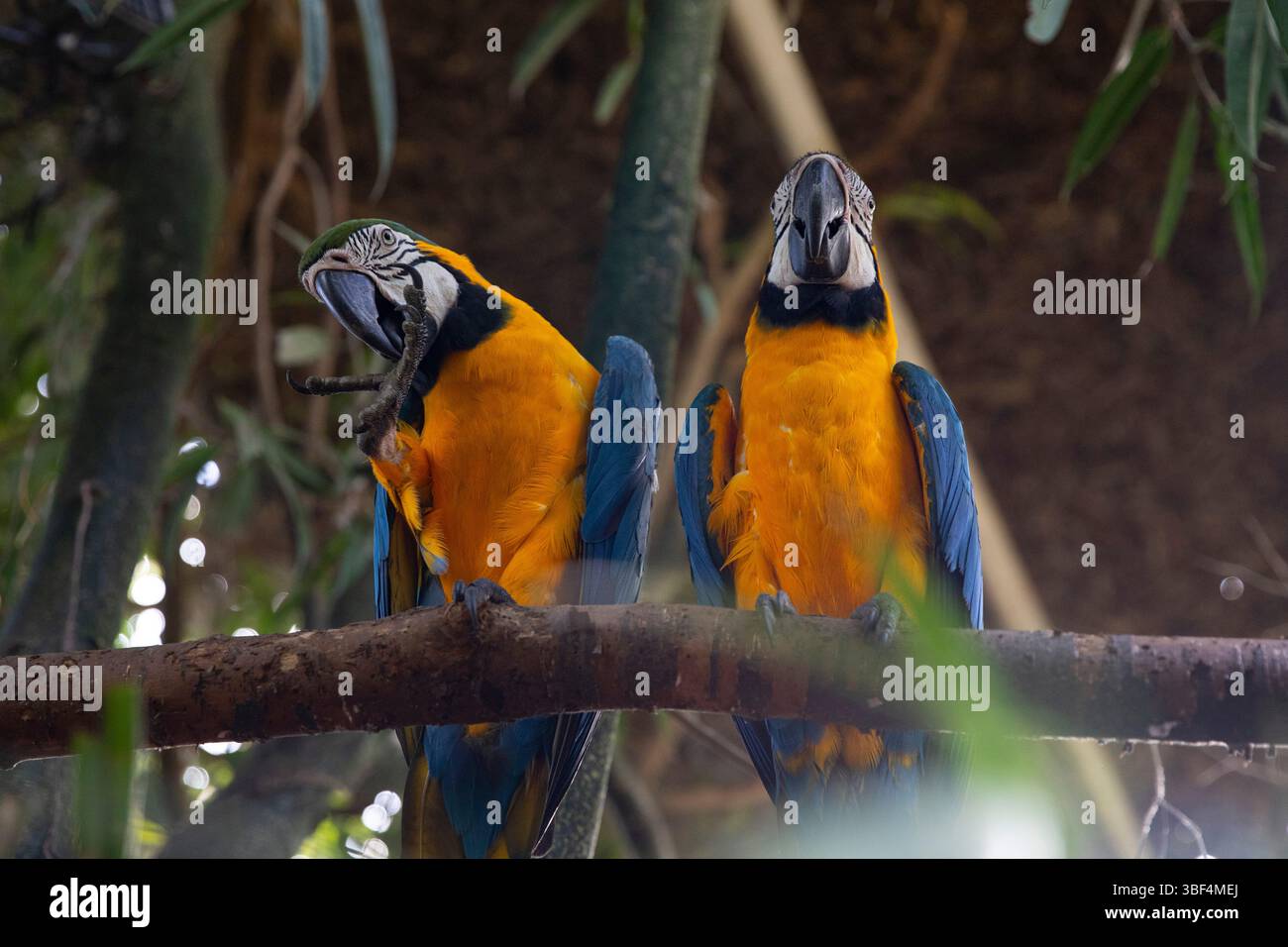 Macaws exotiques dans un cadre de forêt tropicale Banque D'Images Macaws exotiques dans un cadre de forêt tropicale Banque D'Images