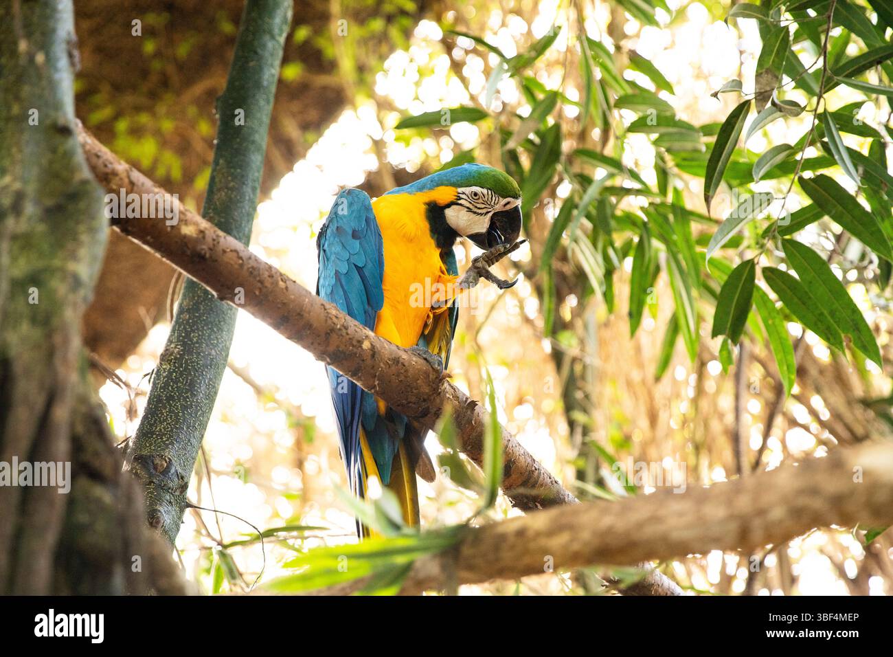 Perroquet exotique Ara dans la forêt tropicale sauvage. Il y a de l'espace pour le texte Banque D'Images Perroquet exotique Ara dans la forêt tropicale sauvage. Il y a de l'espace pour le texte Banque D'Images