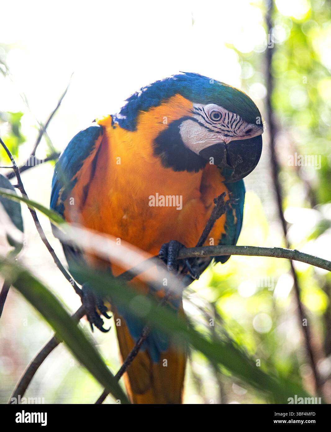 Majestueux Macaw reposant sur un membre en gros plan Banque D'Images Majestueux Macaw reposant sur un membre en gros plan Banque D'Images