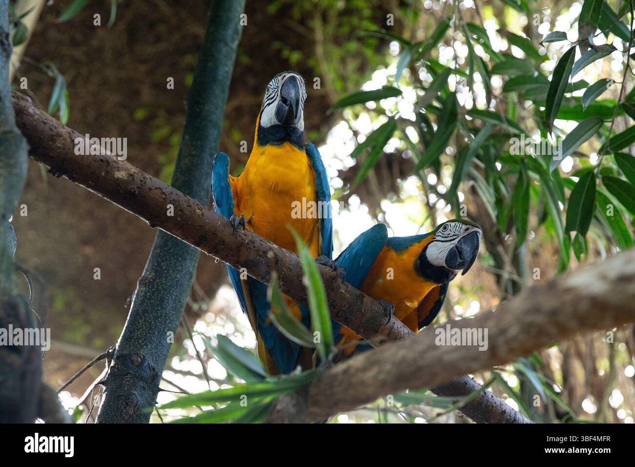 Macaws espiègles dans une forêt. Environnement Ara perroquets affichant des couleurs vives Banque D'Images Macaws espiègles dans une forêt. Environnement Ara perroquets affichant des couleurs vives Banque D'Images