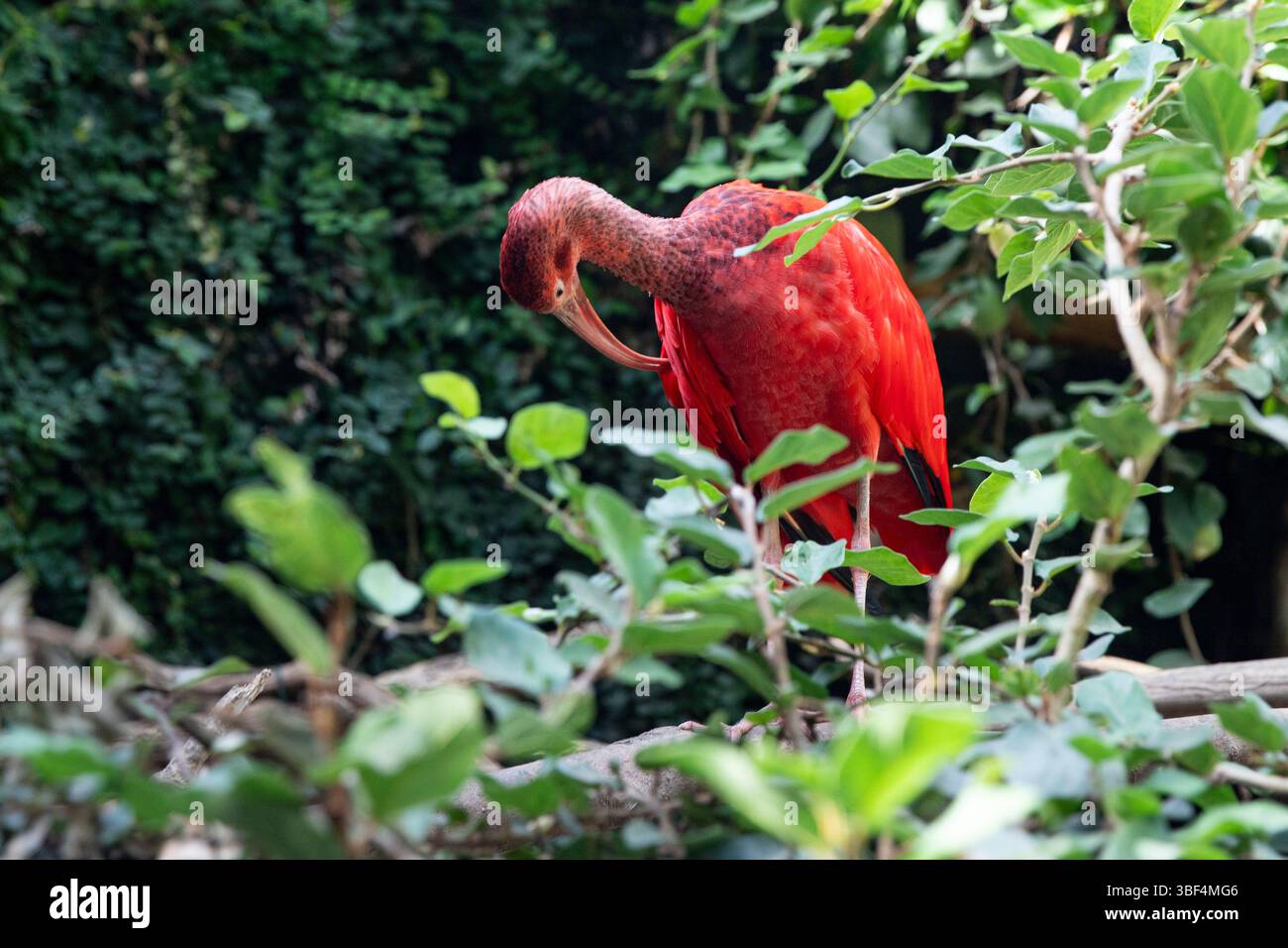 Scarlet ibis : une touche de couleurs éclatantes dans la nature Banque D'Images