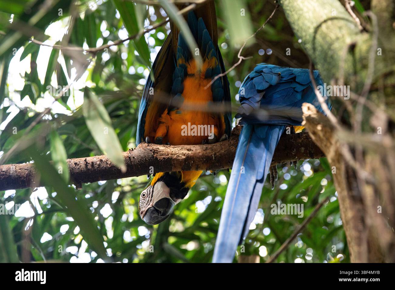 Macaw sauvage dans leur habitat indigène Banque D'Images Macaw sauvage dans leur habitat indigène Banque D'Images
