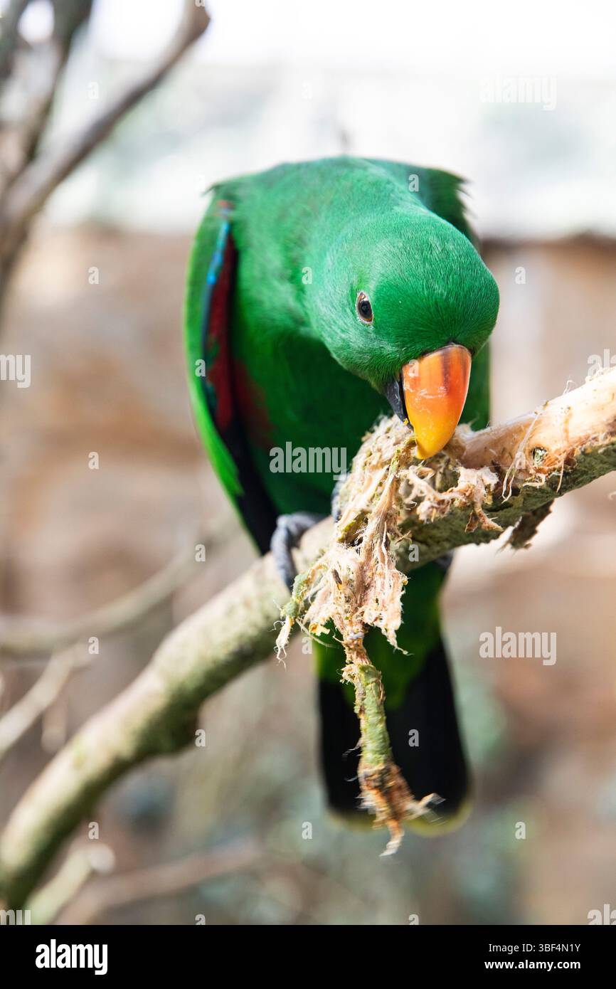 Un drôle de perroquet vert Eclectus roratus ronge l'écorce avec son bec Banque D'Images