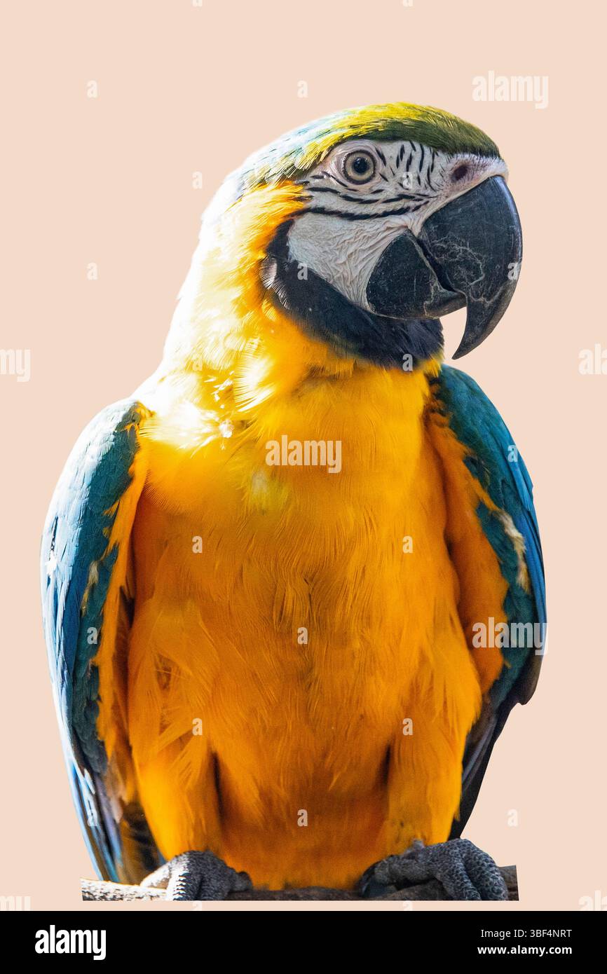 Beau perroquet d'aras jaune bleu. Portrait d'oiseau sans arrière-plan. Oiseau isolé sur fond Banque D'Images Beau perroquet d'aras jaune bleu. Portrait d'oiseau sans arrière-plan. Oiseau isolé sur fond Banque D'Images