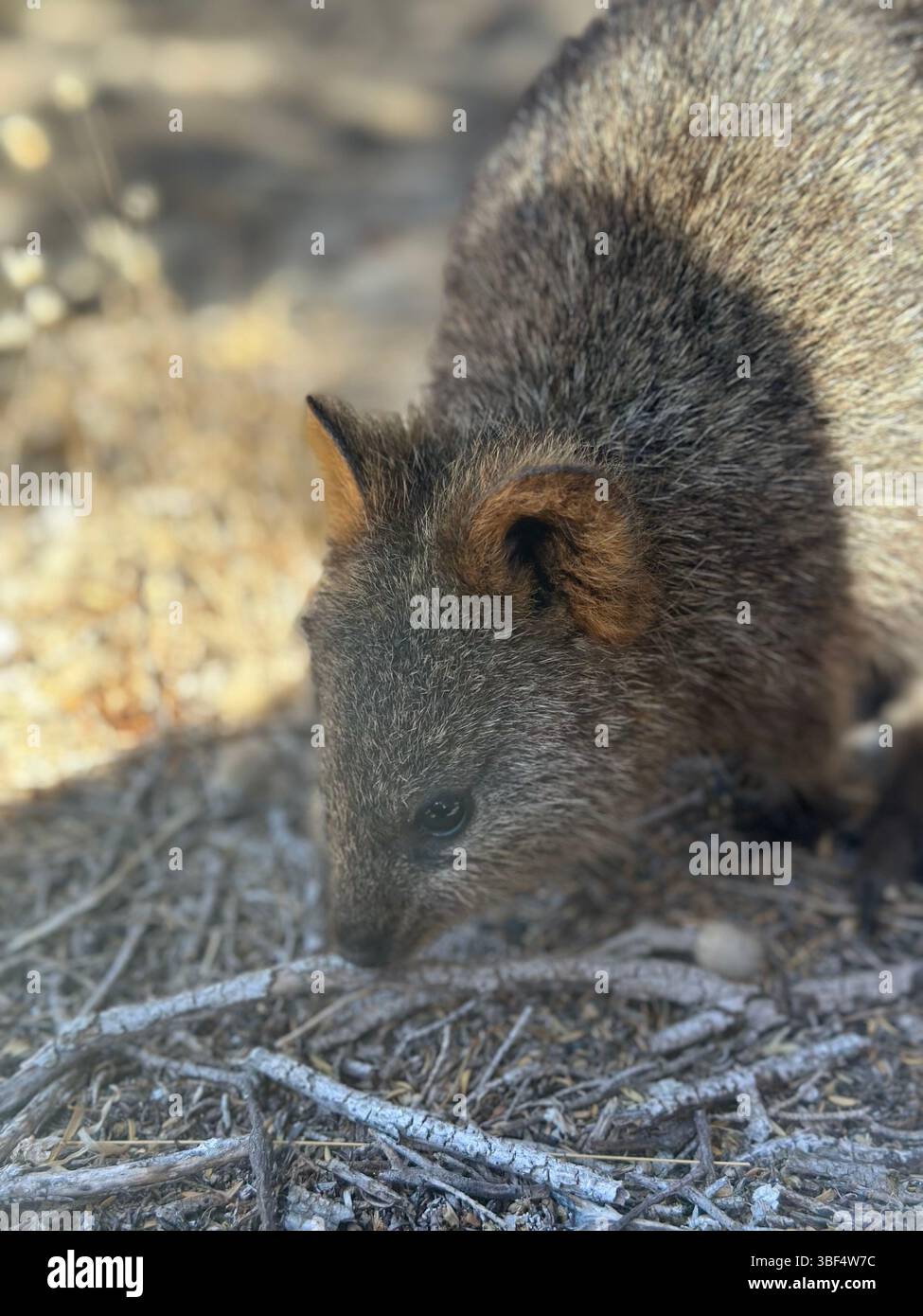 Quokka Rottnest Island Perth Australie occidentale Banque D'Images
