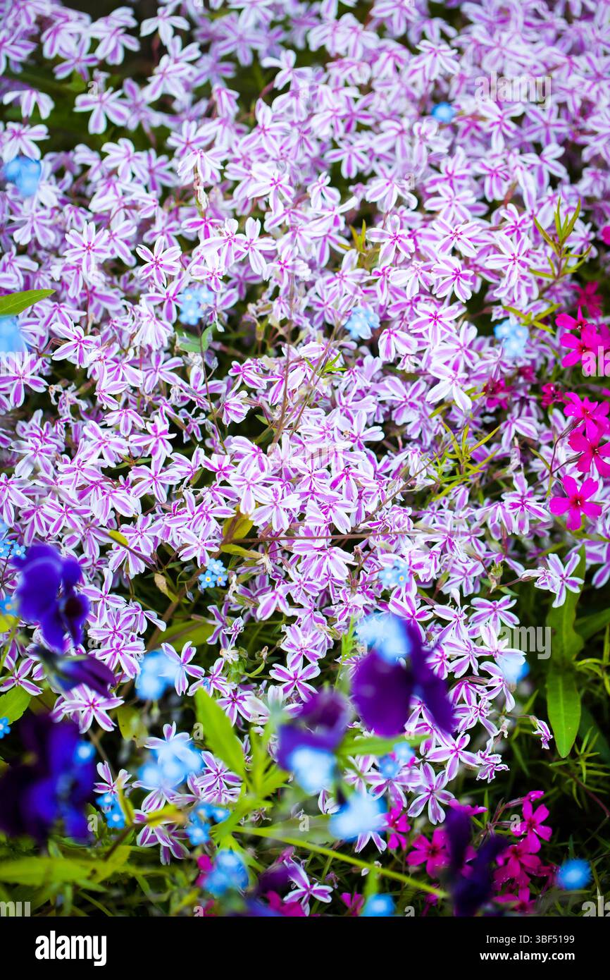 Phlox subulata le phlox rampant, phlox de mousse, floraison dans le jardin ornemental, arrière-plan flou, mise au point sélective, gros plan. Banque D'Images