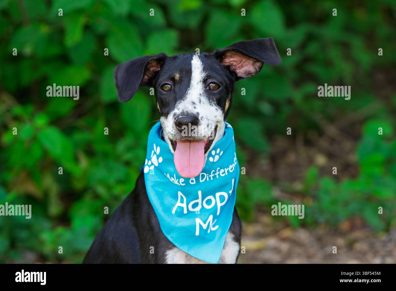 Un chien animal de sauvetage mignon est à la recherche d'une adoption Banque D'Images