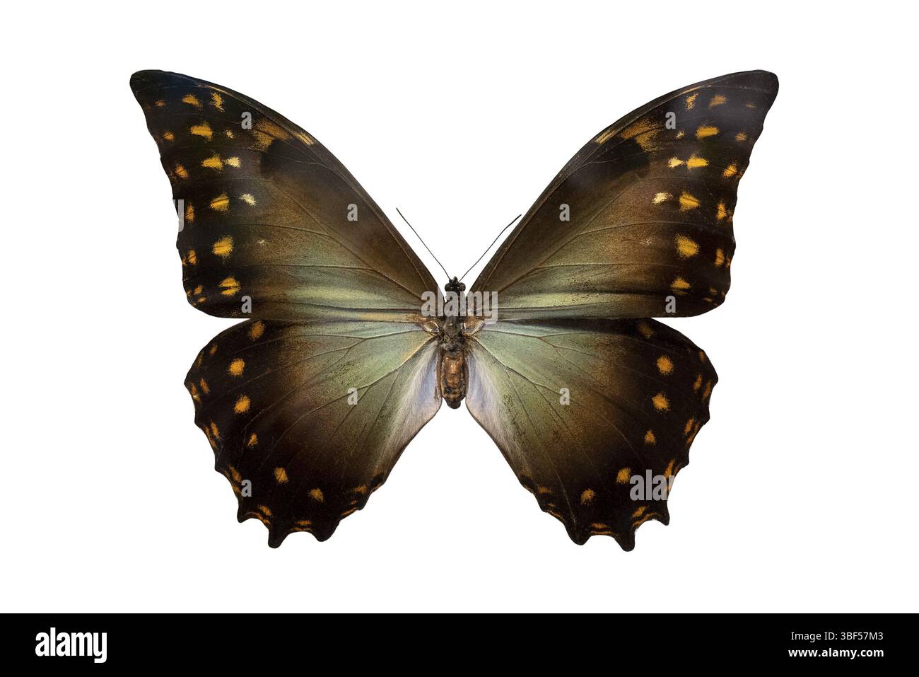 Papillon Morpho papillon néotropique. Ailes et antennes d'un insecte volant. Le monde de la faune Banque D'Images