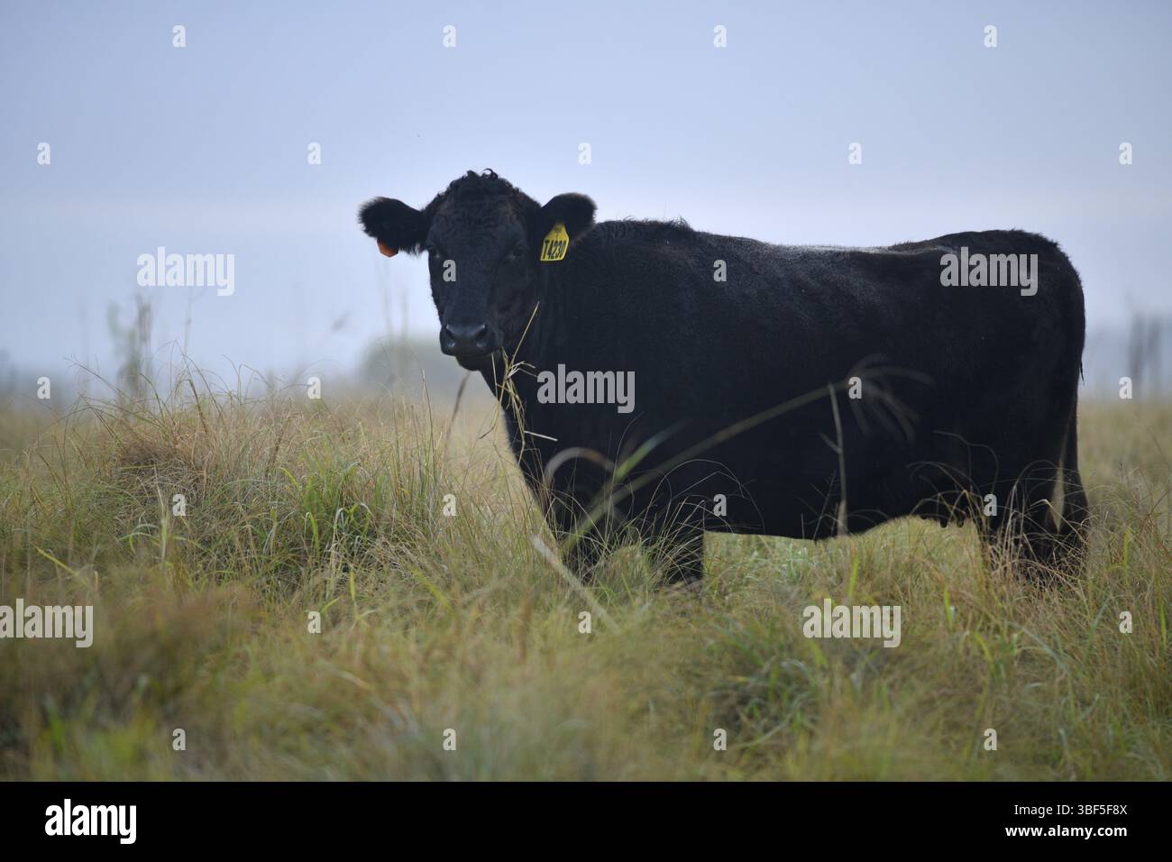 Une génisse de boeuf Wagyu mangeant des pâturages dans une ferme du South Burnett, Queensland, Australie, Océanie Banque D'Images