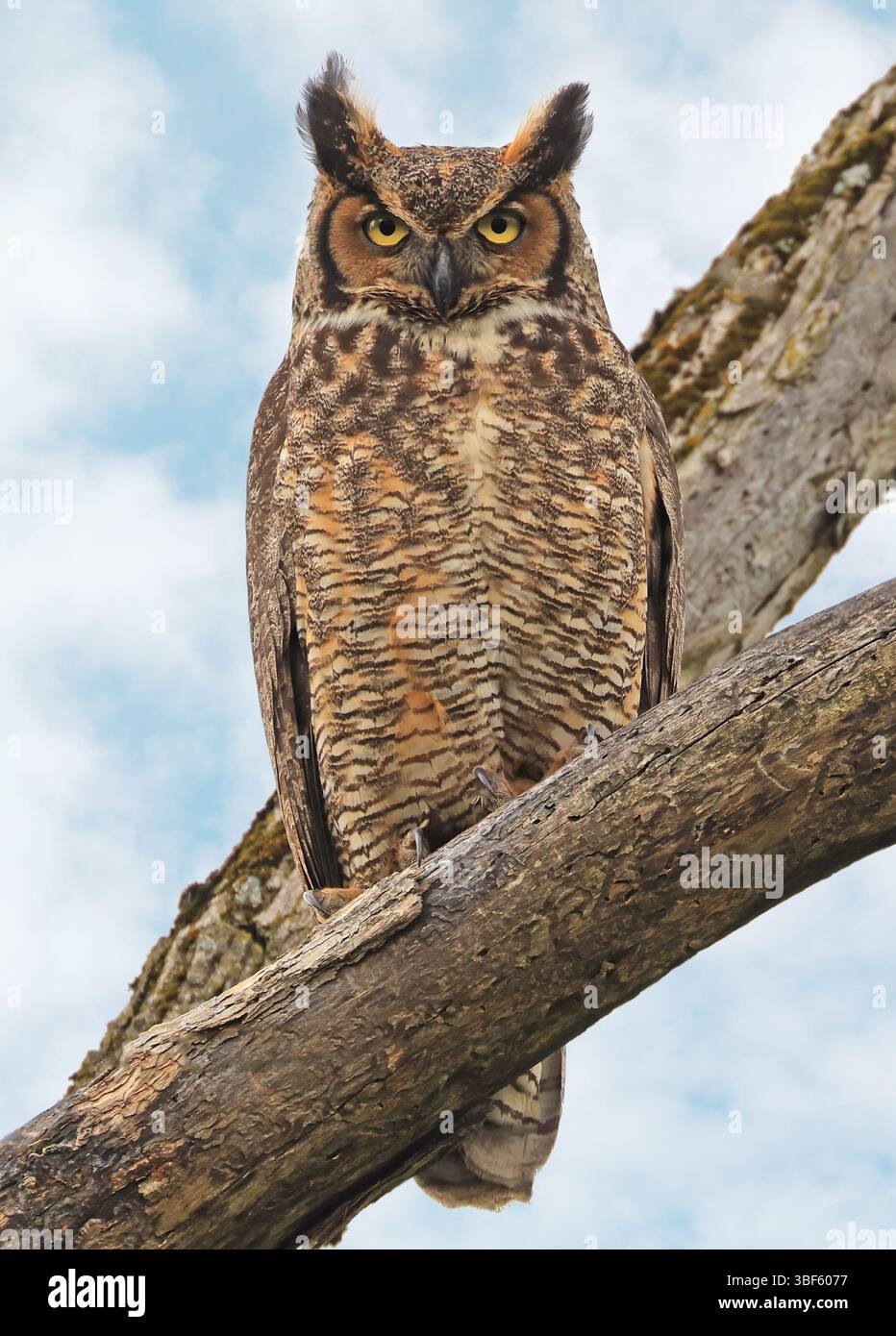 Chouette à grandes cornes perchée sur une branche dans la forêt, Québec, Canada Banque D'Images