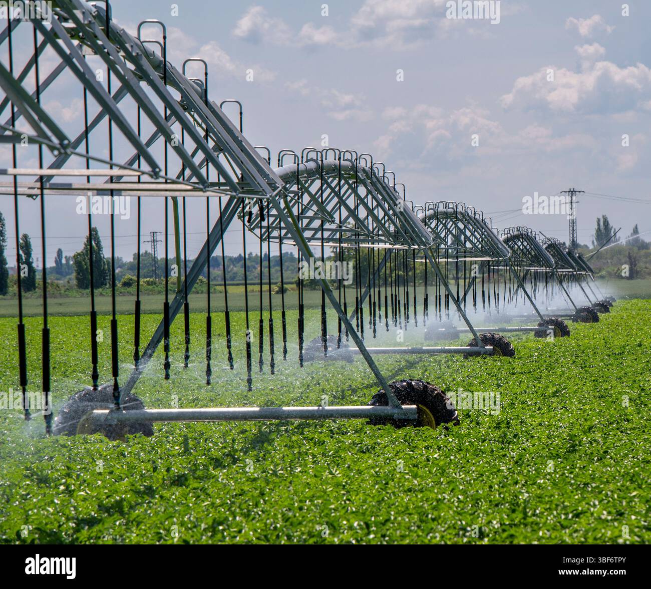 Système d'irrigation à pivot central dans le champ agricole de pommes de terre. Champ de pommes de terre irrigué par un système d'arrosage pivotant. Banque D'Images
