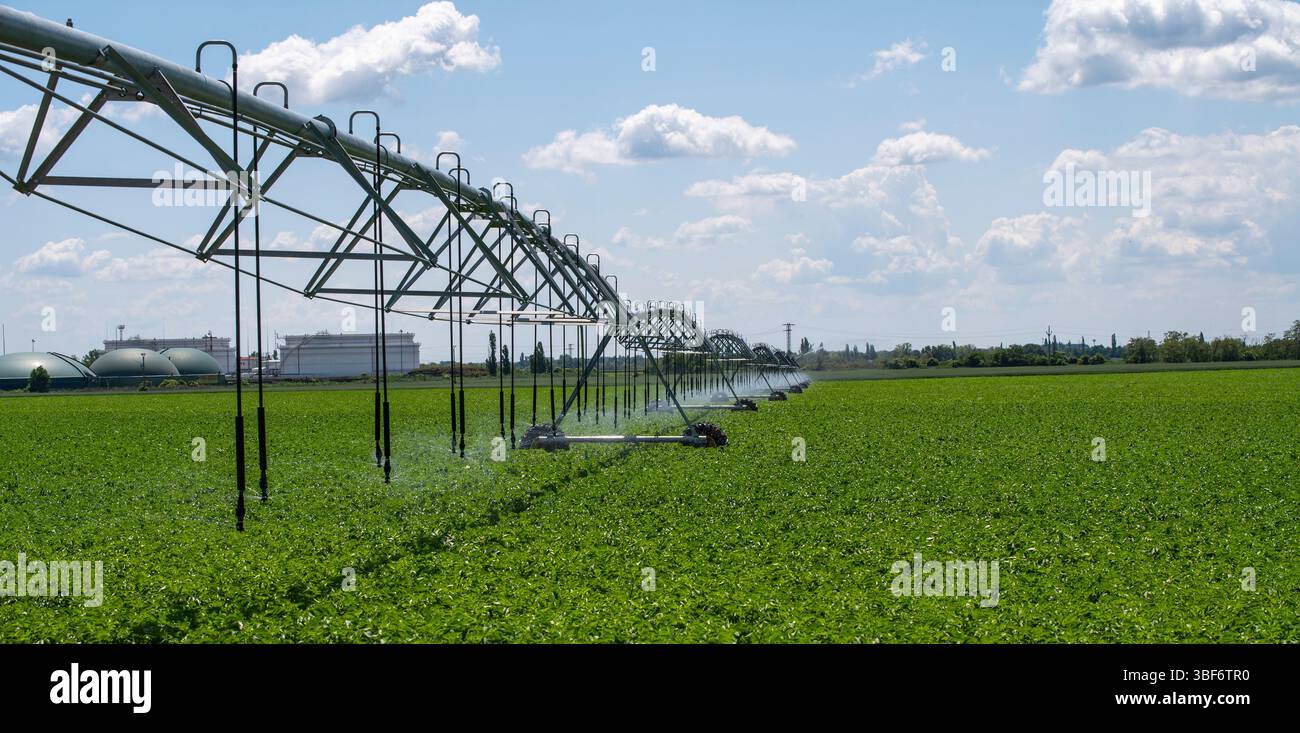 Système d'irrigation à pivot central dans le champ agricole de pommes de terre. Champ de pommes de terre irrigué par un système d'arrosage pivotant. Banque D'Images