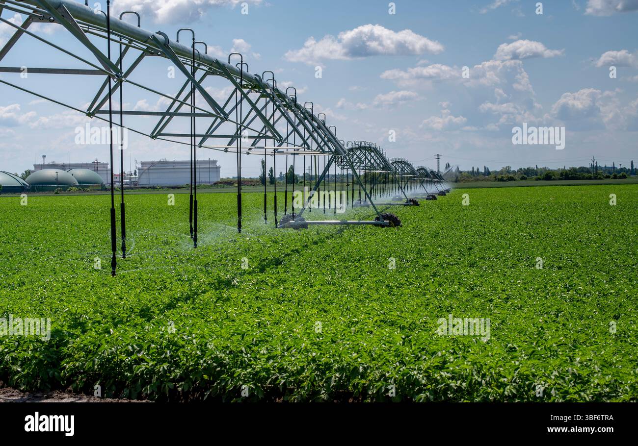 Système d'irrigation à pivot central dans le champ agricole de pommes de terre. Champ de pommes de terre irrigué par un système d'arrosage pivotant. Banque D'Images