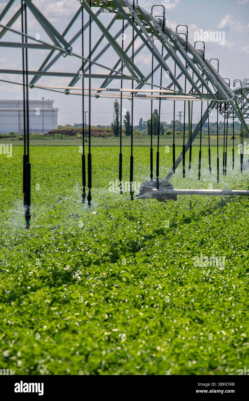 Système d'irrigation à pivot central dans le champ agricole de pommes de terre. Champ de pommes de terre irrigué par un système d'arrosage pivotant. Banque D'Images