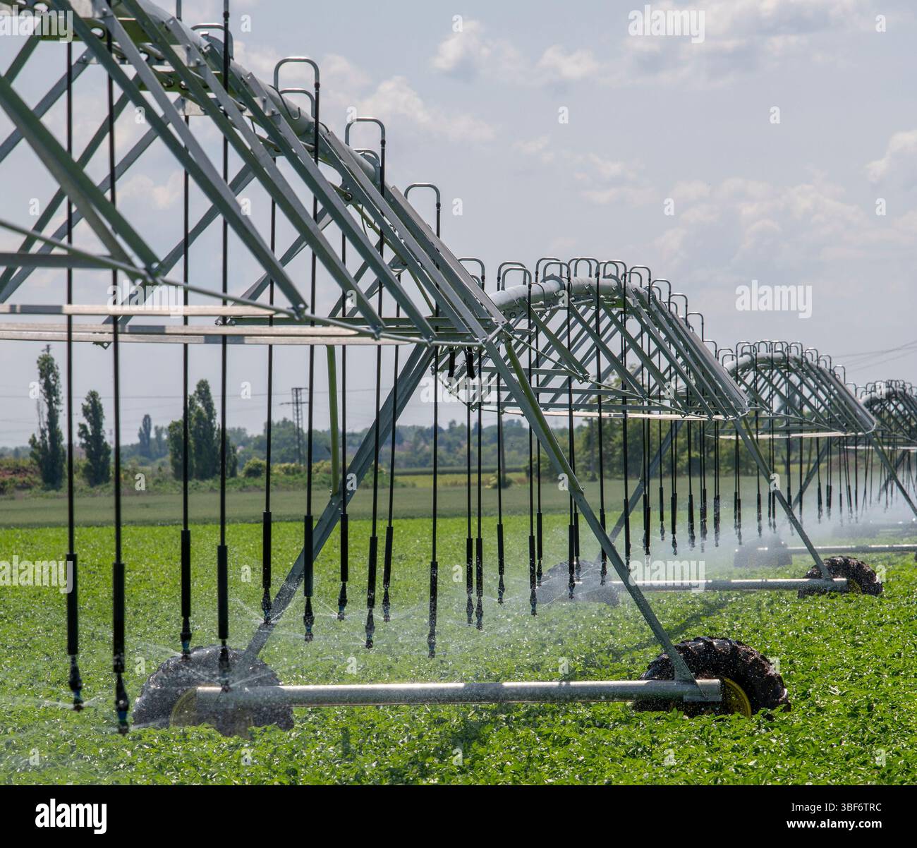 Système d'irrigation à pivot central dans le champ agricole de pommes de terre. Champ de pommes de terre irrigué par un système d'arrosage pivotant. Banque D'Images