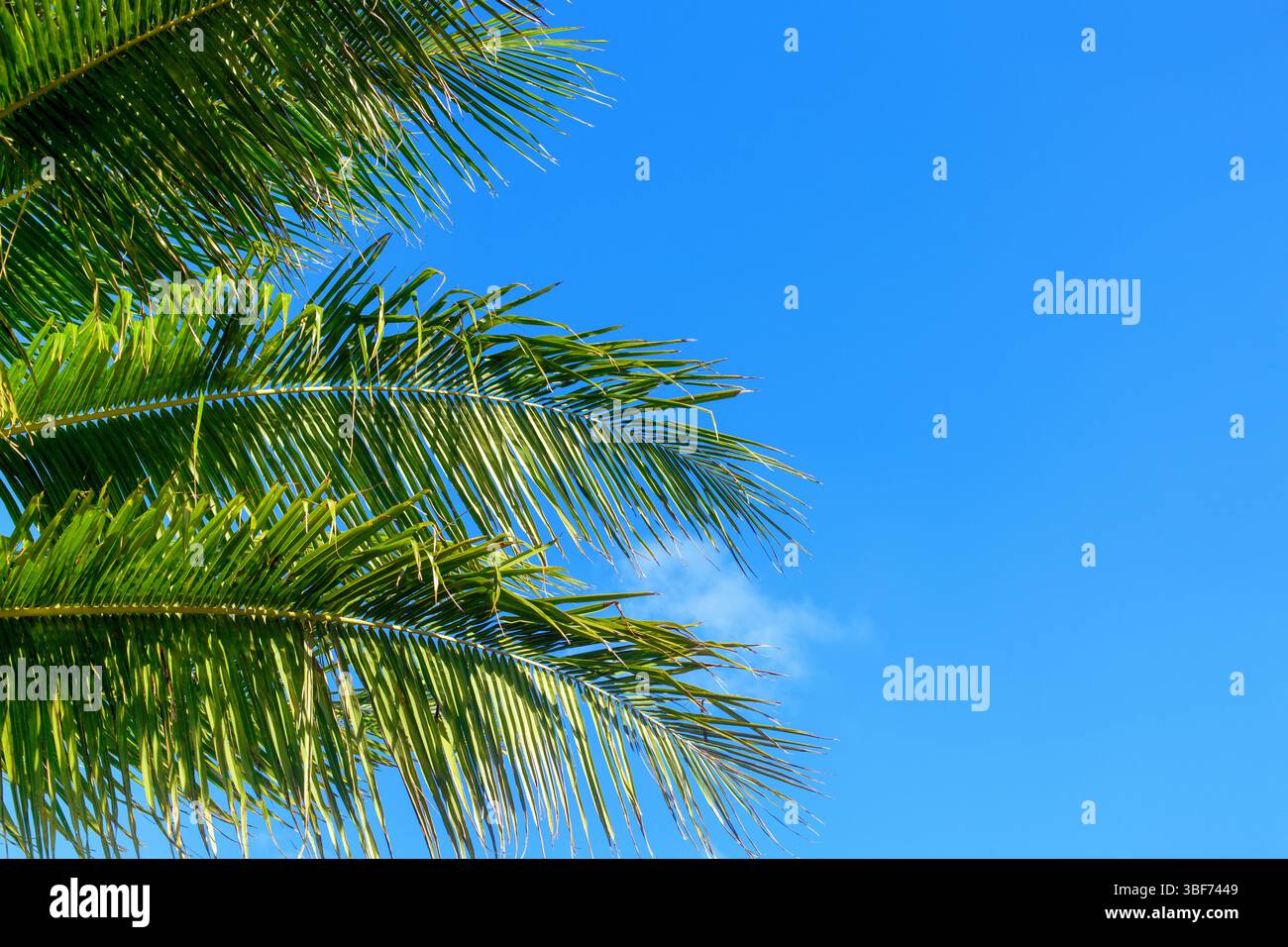 Feuilles de palmier de noix de coco vert texture fond bleu ciel, décoration de feuille de palmier, cadre de branche de palmier, motif de feuillage exotique, plage de mer d'île tropicale Banque D'Images