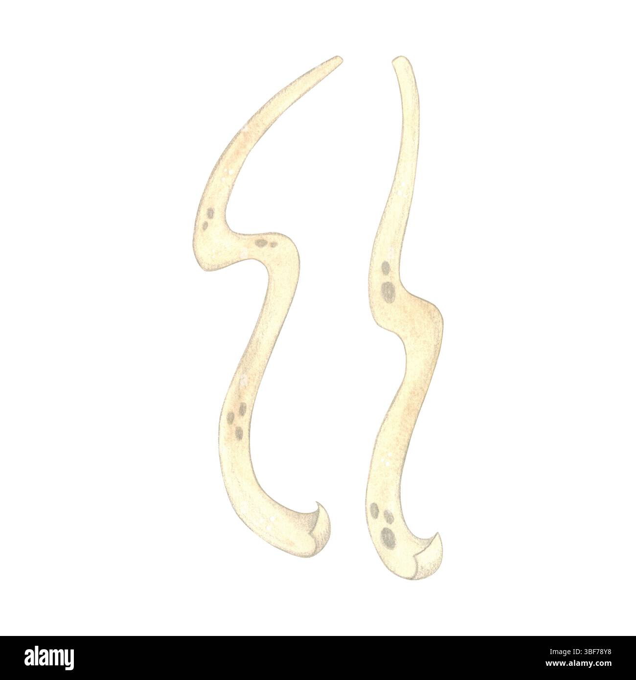 Ensemble de deux rubans blancs, bandages Banque D'Images