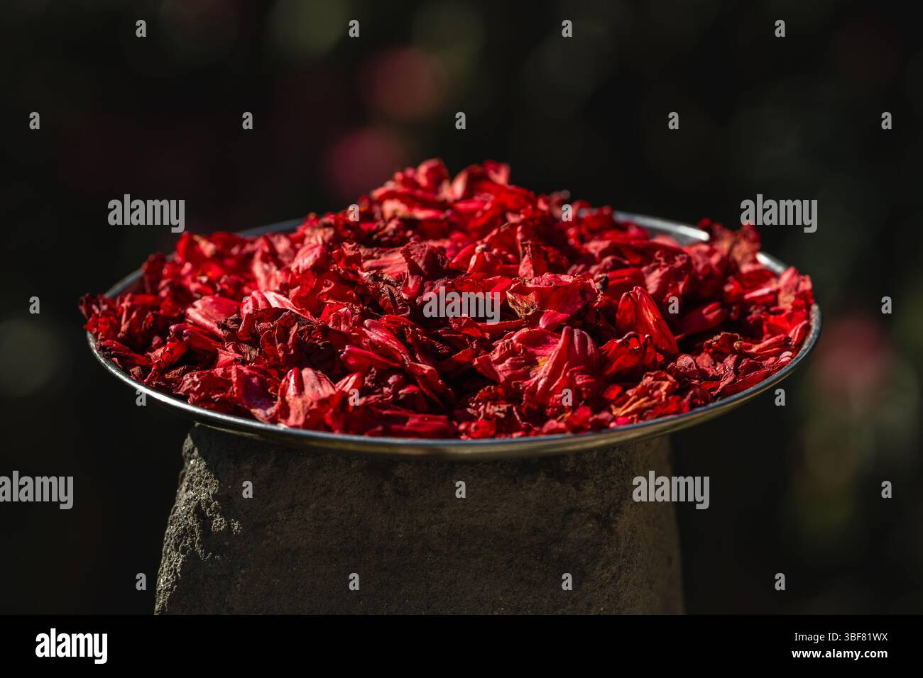 Fleurs de rhododendron séchées au soleil pour faire du thé et de la limonade. Banque D'Images