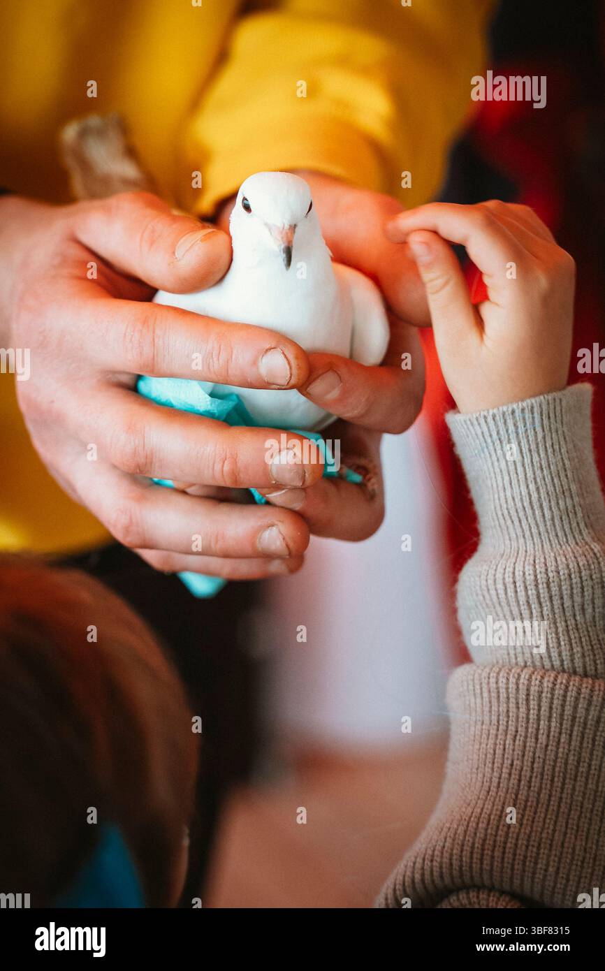 Une personne tient soigneusement une colombe blanche tandis qu'une autre main tend doucement la main. L'interaction capture un moment de douce curiosité et de connexion avec Banque D'Images