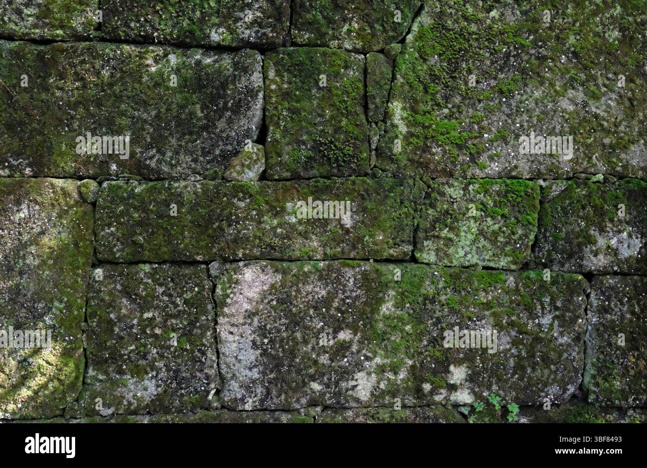 Mur mousseux d'un bâtiment abandonné dans une forêt Banque D'Images
