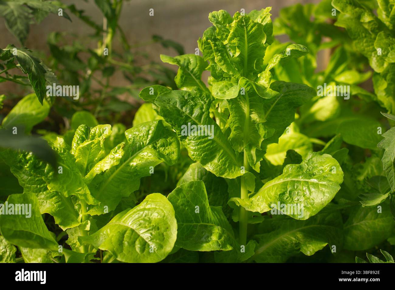Feuilles de laitue verte fraîche à la lumière naturelle du soleil, poussant dans un jardin, vue de dessus. Feuilles de laitue croustillantes avec surfaces froissées Banque D'Images