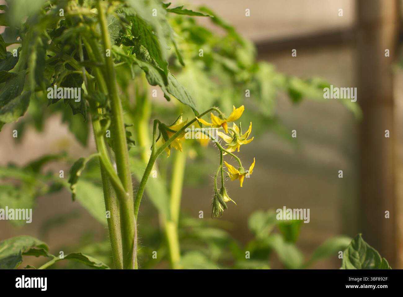 Fleurs de tomate dans une serre illuminée par la lumière douce du soleil du matin, angle de gros plan Banque D'Images
