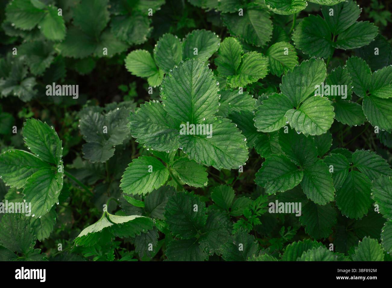 Gros plan de feuilles de fraise saines couvertes de rosée matinale.vue de dessus de feuilles de fraise verte fraîche avec des gouttelettes d'eau sur les bords. Banque D'Images