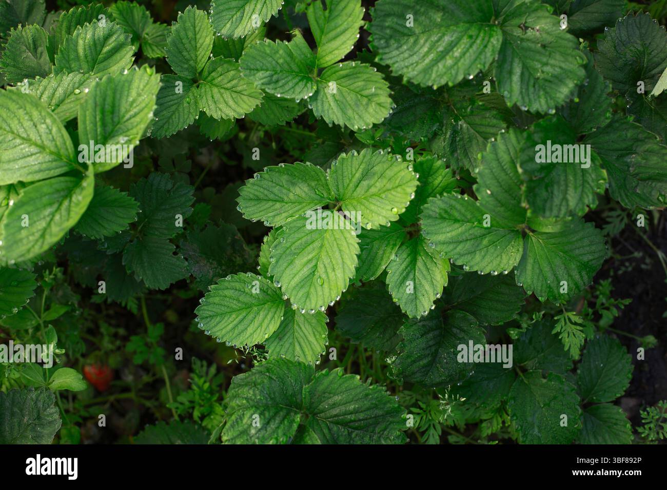 Vue de dessus de feuilles de fraise verte fraîche avec des gouttelettes d'eau sur les bords. Banque D'Images