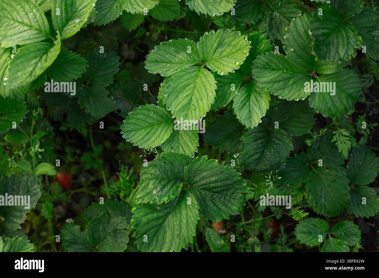 Feuilles de fraise recouvertes de rosée brillantes dans un matin doux, fond botanique, vue de dessus Banque D'Images