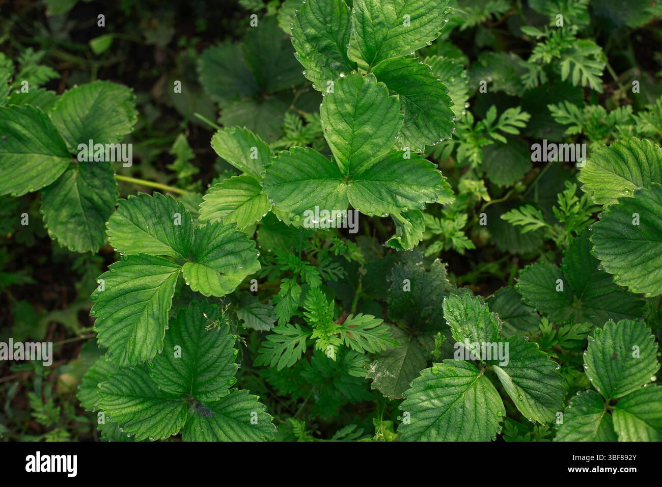 Gros plan de feuilles de fraise saines couvertes de rosée matinale.vue de dessus de feuilles de fraise verte fraîche avec des gouttelettes d'eau sur les bords. Banque D'Images