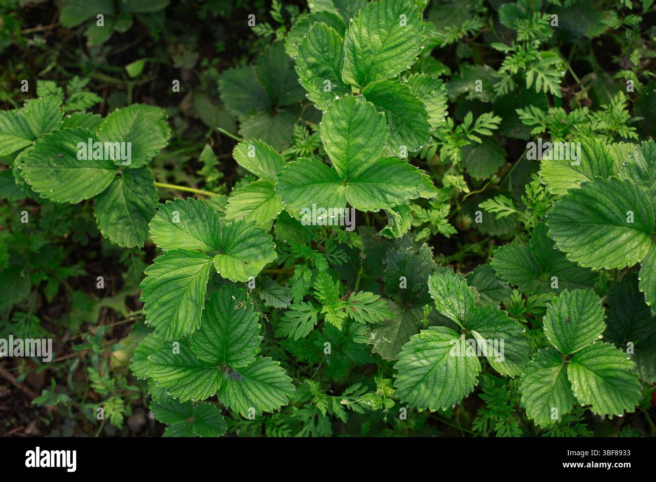 Gros plan de feuilles de fraise saines couvertes de rosée matinale.vue de dessus de feuilles de fraise verte fraîche avec des gouttelettes d'eau sur les bords. Banque D'Images