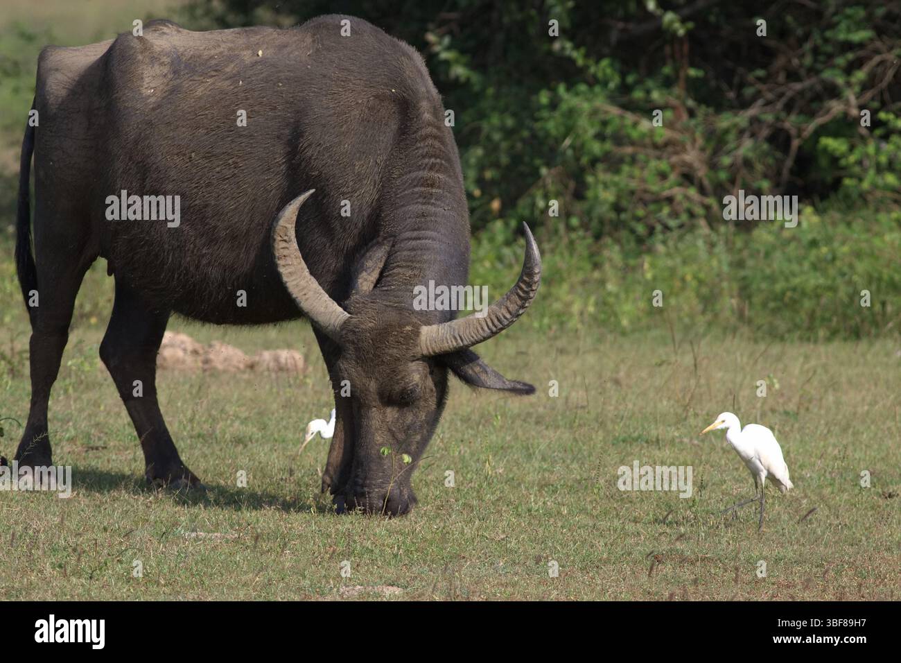 Buffle d'eau debout et pâturant de jeunes herbes avec une aigrette Bubulcus ibis à proximité. Buffle d'eau sauvage Bubalus arnee migona Yala National Park Banque D'Images