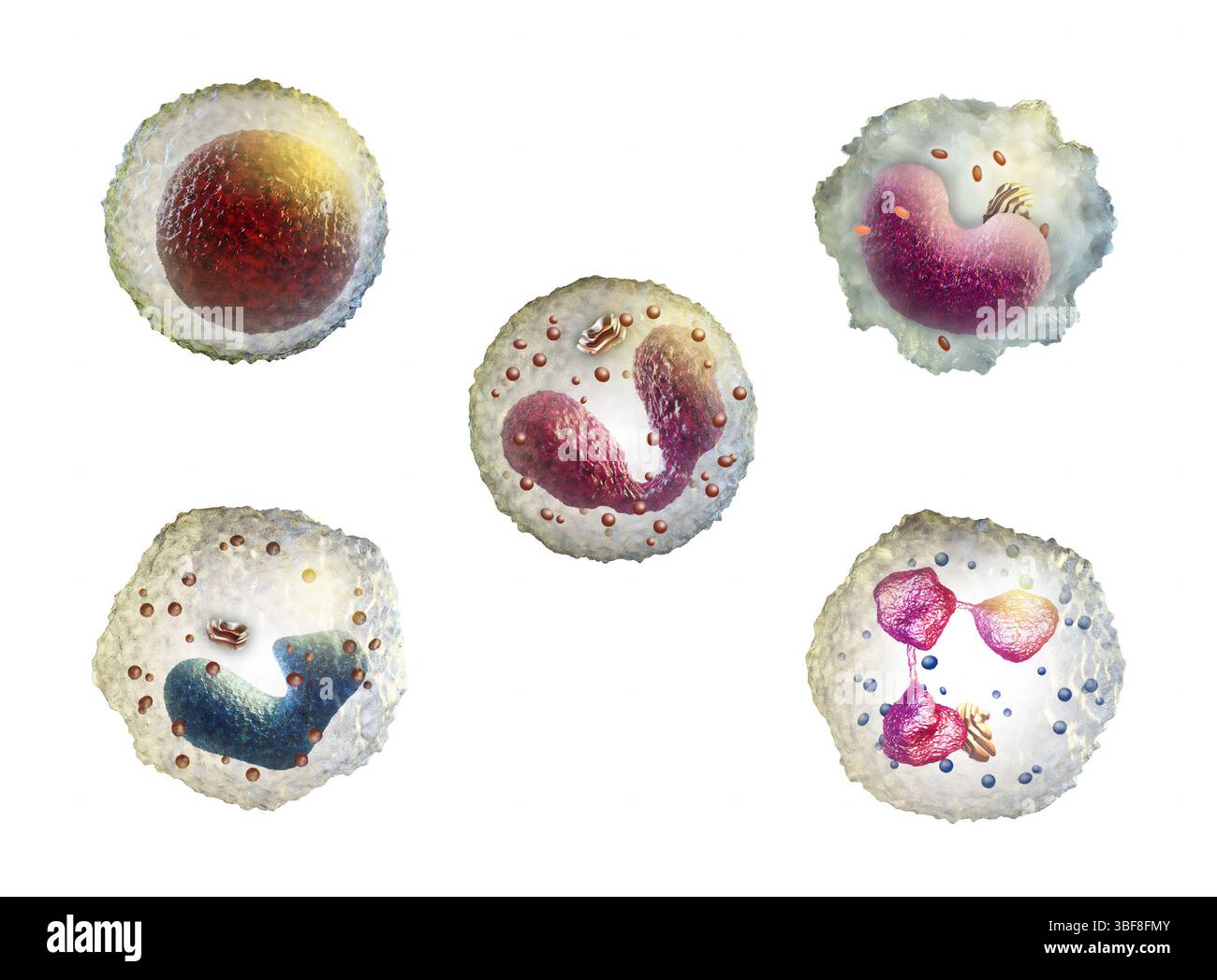 Différents types de globules blancs. Illustration numérique. Banque D'Images