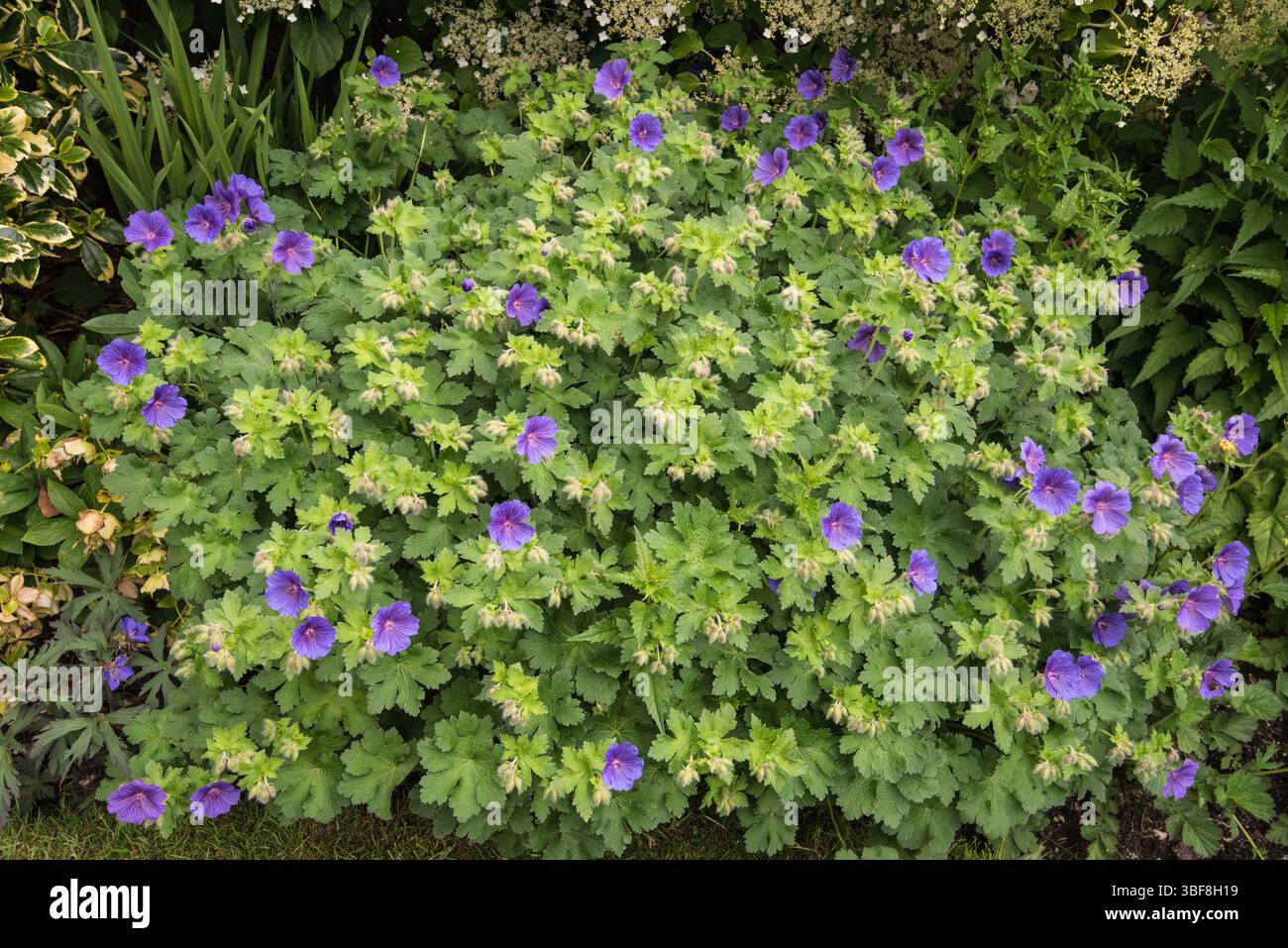 Johnson's Blue cranesbill en fleur, avec des fleurs bleues et des feuilles/tiges denses. Dans un jardin des Yorkshire dales 31/5/25. Banque D'Images