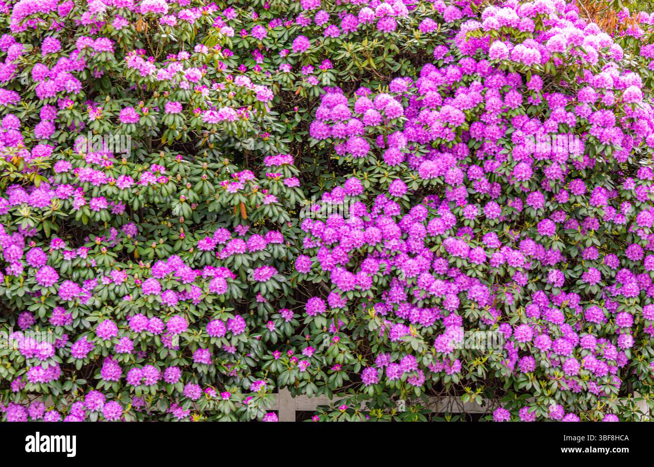 image de détail d'un grand rhododendron rose fleuri Banque D'Images