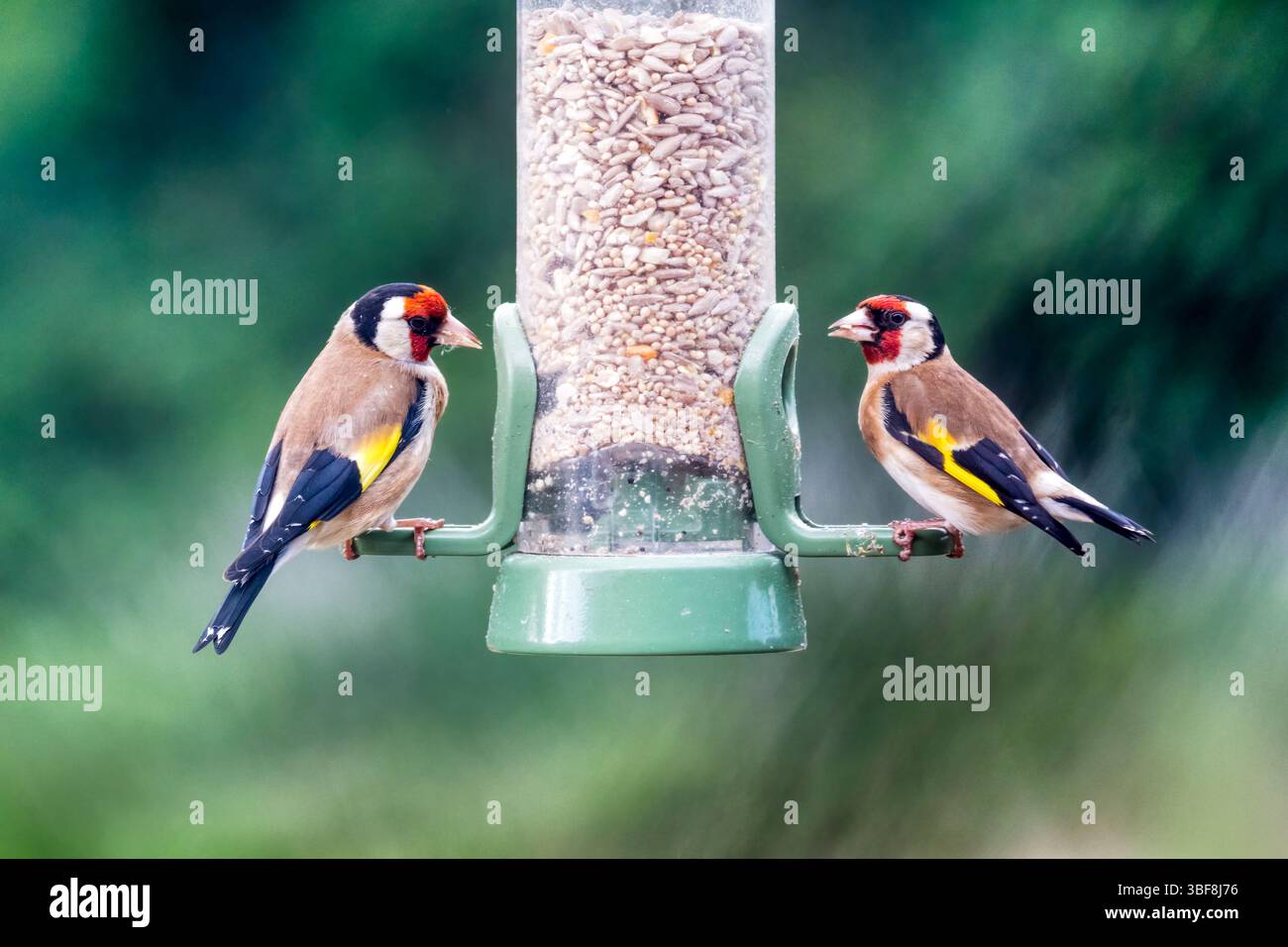 Une paire d'orfèves, Carduelis carduelis, sur une mangeoire d'oiseaux de jardin dans un jardin Norfolk. Banque D'Images