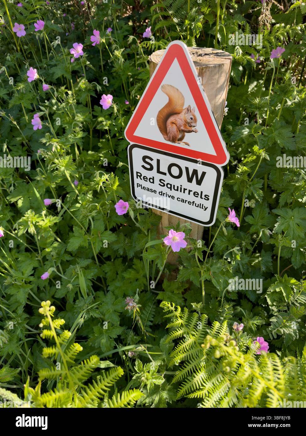 Panneau sur le côté d'une voie de campagne dans le nord-ouest de l'Angleterre - S'il vous plaît conduire lentement - écureuils rouges environ. Banque D'Images