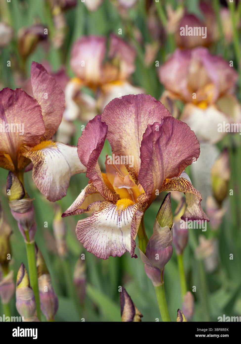 Iris barbu, Benton Diedre Banque D'Images