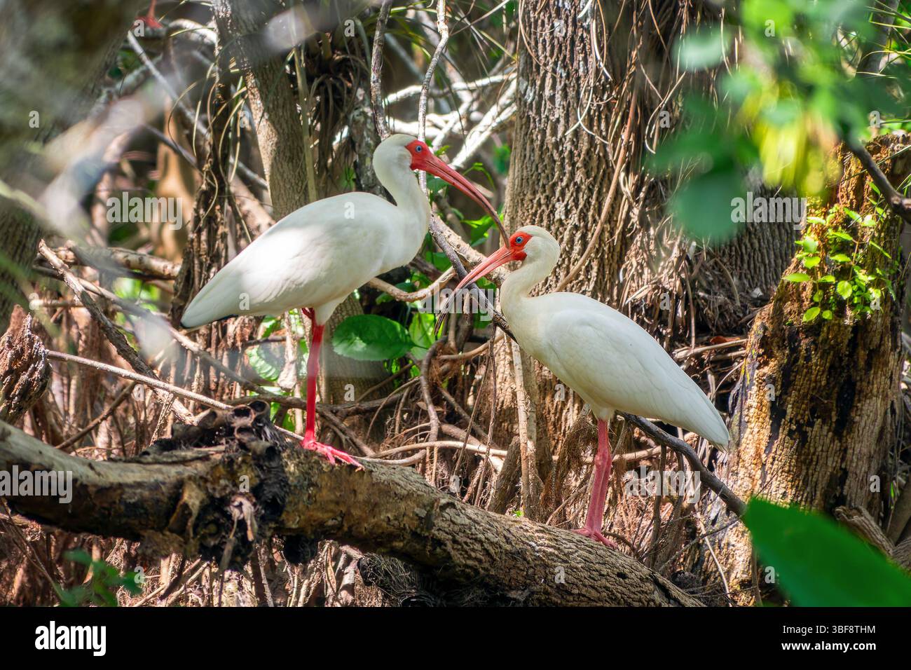 Paire d'Ibises blanches sur une branche, observation des oiseaux à Loop Road route pittoresque dans le parc national des Everglades, faune de Floride Banque D'Images