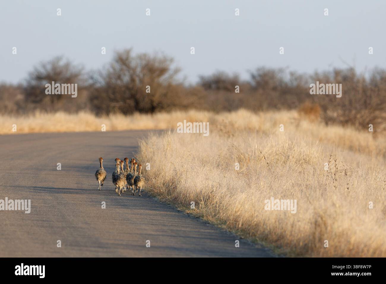 Autruches sud-africaines (Struthio camelus australis), groupe de plusieurs poussins, marchant sur la route asphaltée, lumière du matin, Parc National Kruger, Sud Banque D'Images