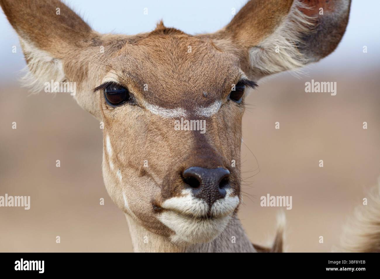 Greater kudu (Tragelaphus strepsiceros), femme adulte regardant la caméra, alerte, gros plan, portrait d'animaux, Parc national Kruger, Afrique du Sud, Banque D'Images