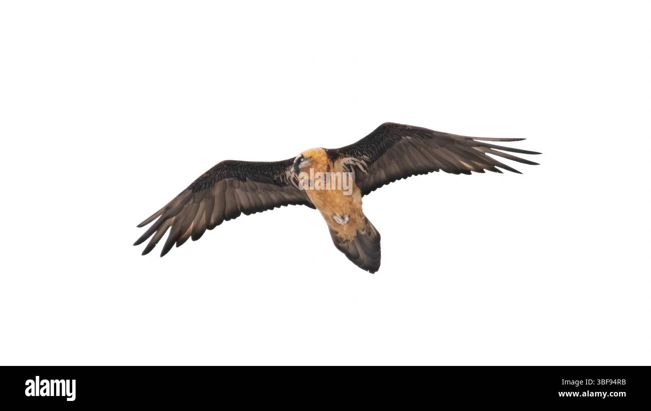 Gros plan d'un vautour barbu (Gypaetus Barbatus) en vol avec ses ailes déployées grand ouvert, ciel blanc en arrière-plan, minimalisme, espace de copie, Banque D'Images