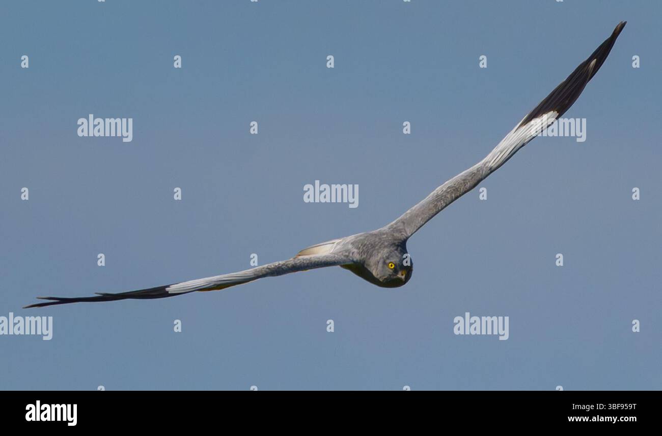 30 mai 2025, Brandebourg, Seelow : un harrier de Montagu, ici un mâle (Circus pygargus). En Allemagne, le harrier de Montagu est très menacé. Leurs aires de reproduction originelles, comme les landes et les milieux humides, ont considérablement diminué ces dernières années. En conséquence, les oiseaux nicheurs au sol se déplacent de plus en plus vers les zones agricoles. Cela nécessite des mesures de protection spéciales de la part des humains. Le harrier de Montagu est sur la liste rouge comme étant en danger critique d'extinction. Photo : Patrick Pleul/dpa Banque D'Images