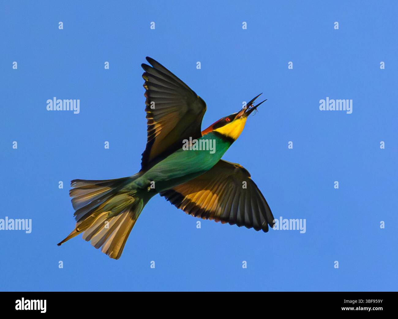 30 mai 2025, Brandenburg, Seelow : un mangeur d'abeilles (Merops apiaster) a attrapé un insecte en vol. Les oiseaux irisés sont retournés dans leurs aires de reproduction de leurs aires d'hivernage en Afrique. Les mangeurs d'abeilles sont incomparables parmi les oiseaux indigènes en raison de leur plumage coloré. Ils aiment la chaleur et sont donc considérés comme bénéficiant du changement climatique. Photo : Patrick Pleul/dpa Banque D'Images