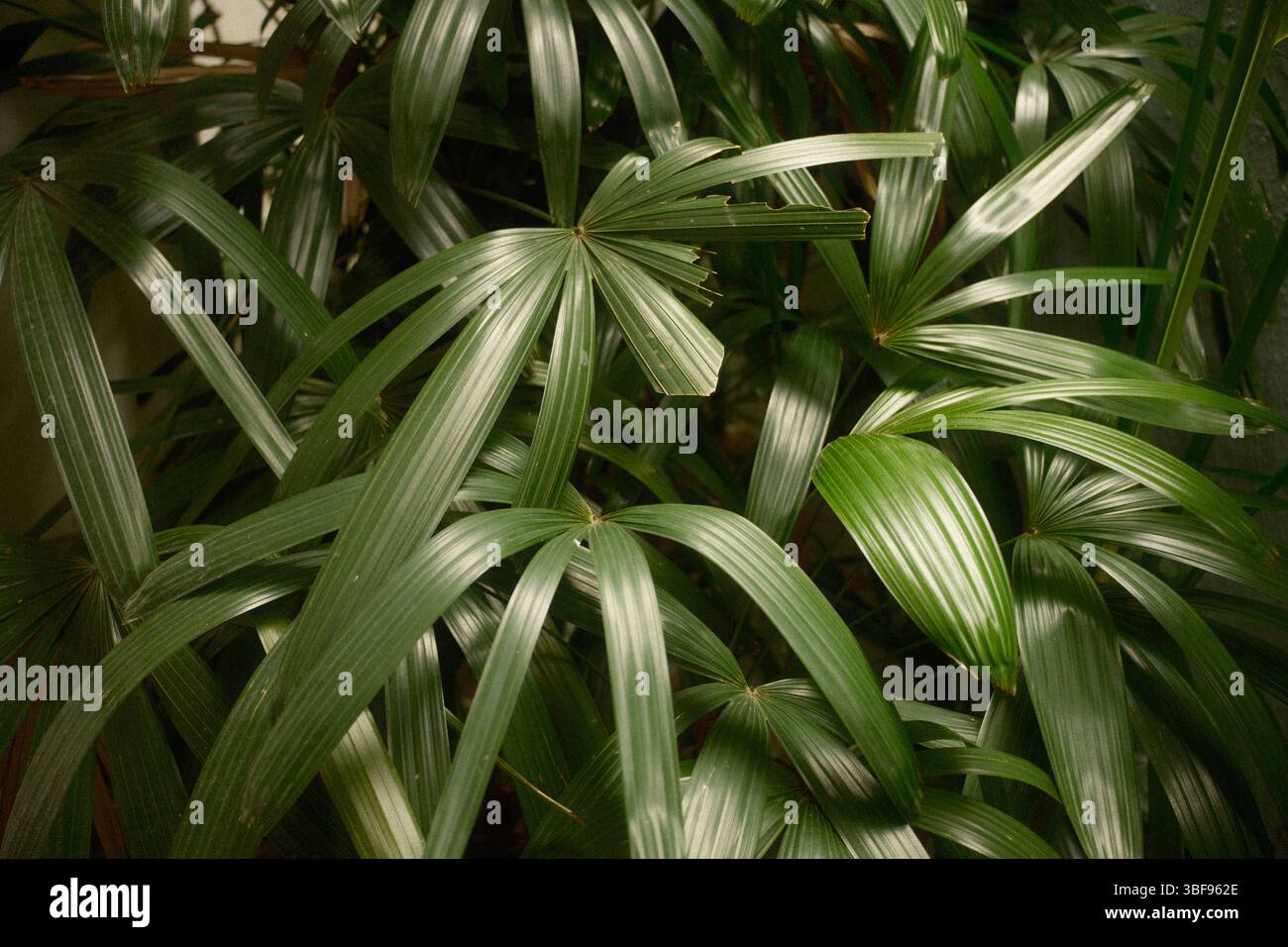 Plante ornementale Rhapis excelsa ou Lady Palm à feuilles larges dans un jardin ombragé Banque D'Images